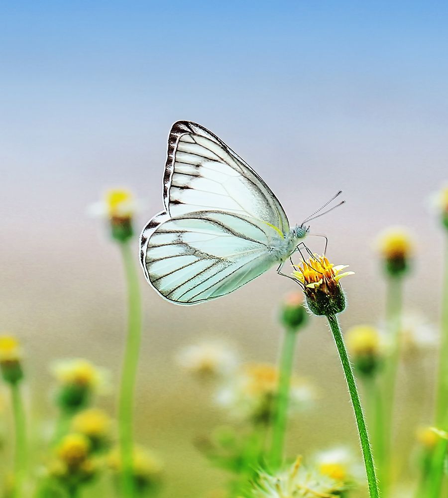 Butterfly 10 Dyptych Panel 1 art print by Rachel Lee for $57.95 CAD