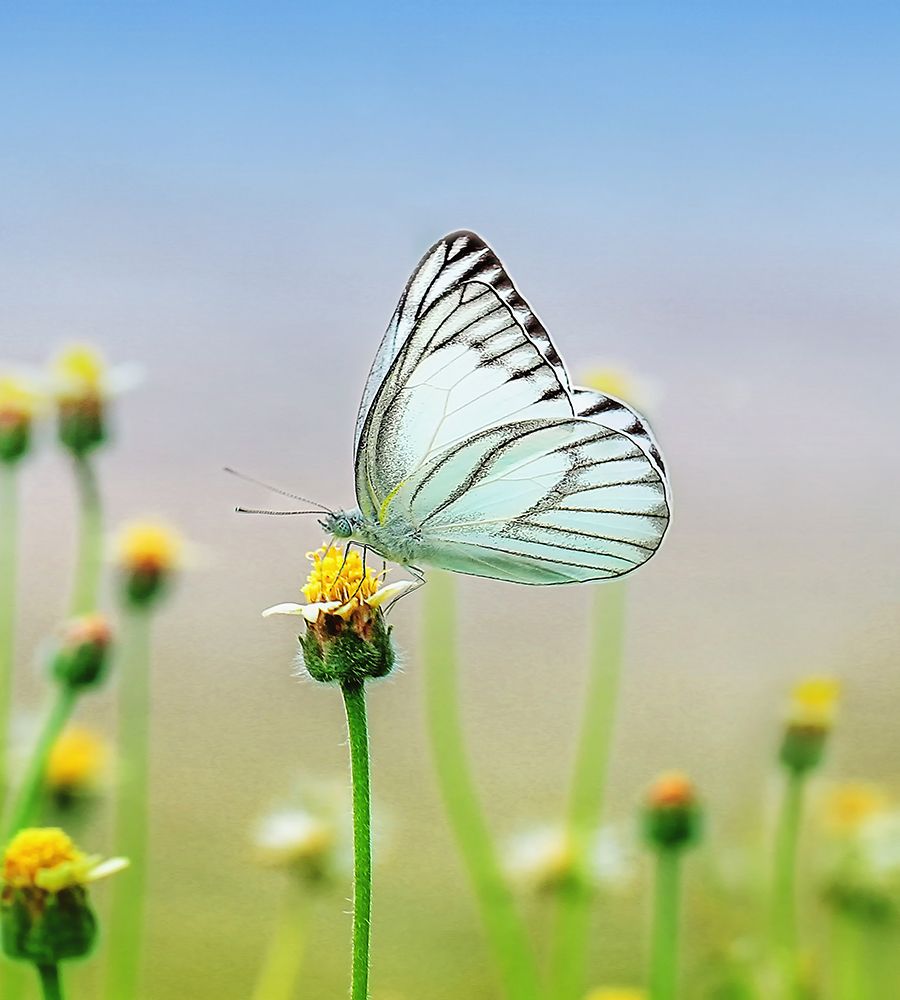 Butterfly 10 Dyptych Panel 2 art print by Rachel Lee for $57.95 CAD