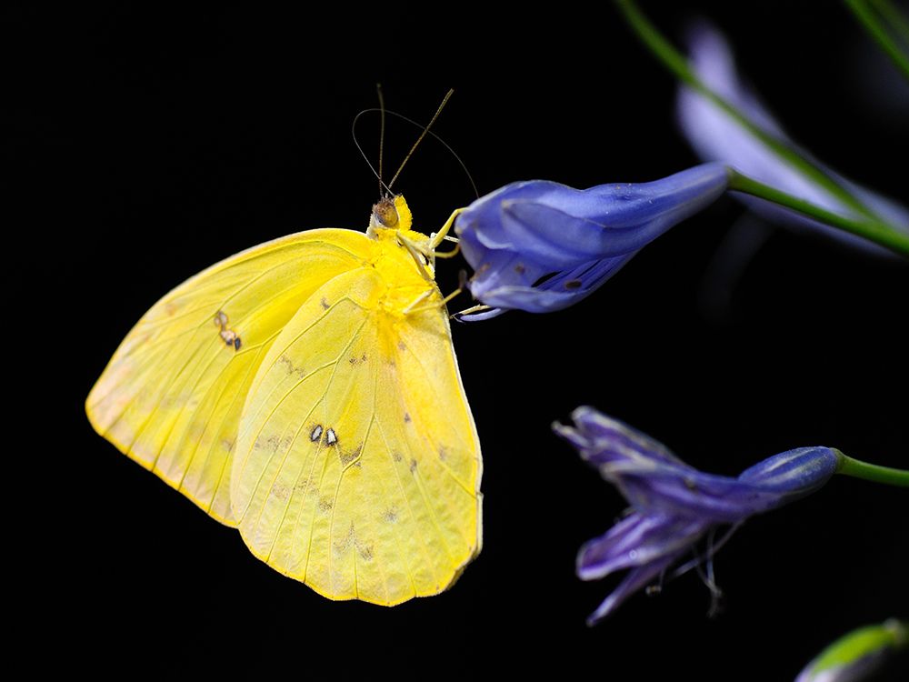 Butterfly 11 art print by Rachel Lee for $57.95 CAD