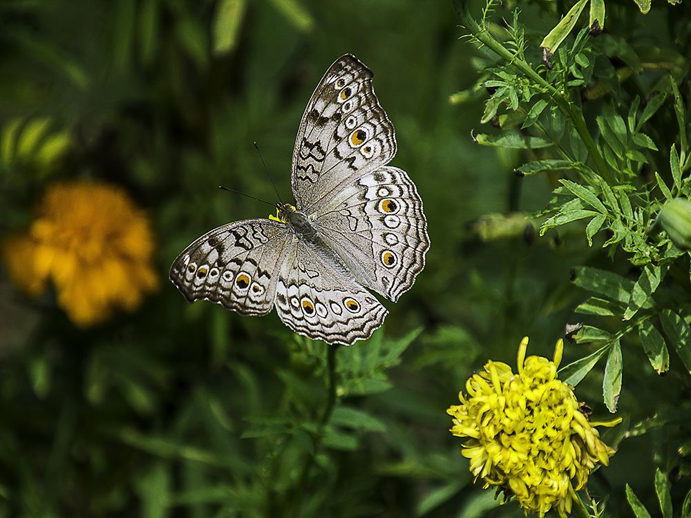 Butterfly 12 art print by Rachel Lee for $57.95 CAD