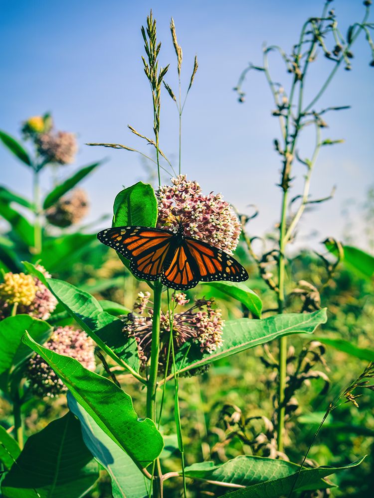Butterfly 13 art print by Rachel Lee for $57.95 CAD