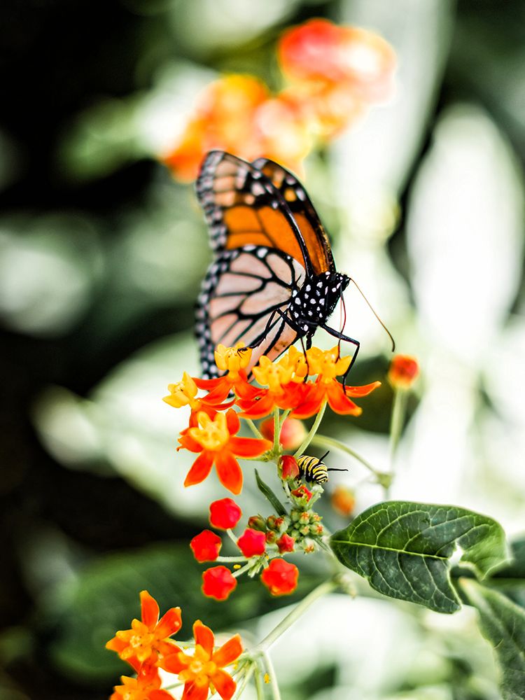 Butterfly 14 art print by Rachel Lee for $57.95 CAD