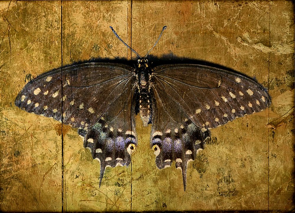 Butterfly 2 art print by Rachel Lee for $57.95 CAD