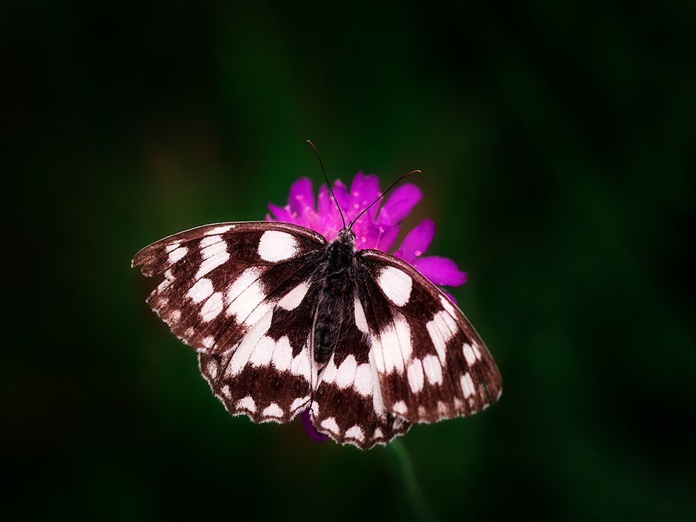 Butterfly 3 art print by Rachel Lee for $57.95 CAD