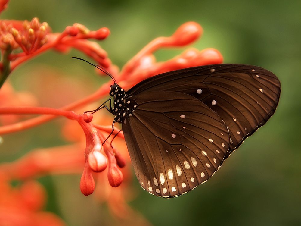 Butterfly 4 art print by Rachel Lee for $57.95 CAD