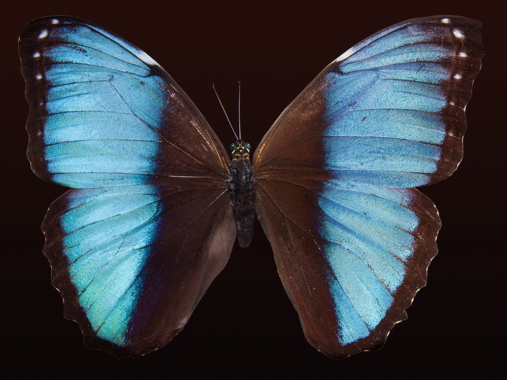Butterfly 5 art print by Rachel Lee for $57.95 CAD