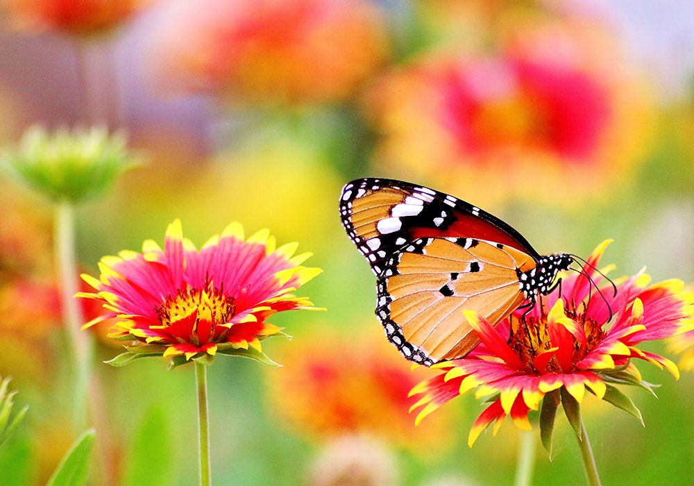 Butterfly 6 art print by Rachel Lee for $57.95 CAD