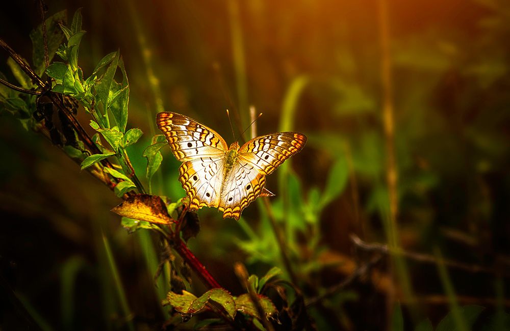Butterfly 7 art print by Rachel Lee for $57.95 CAD