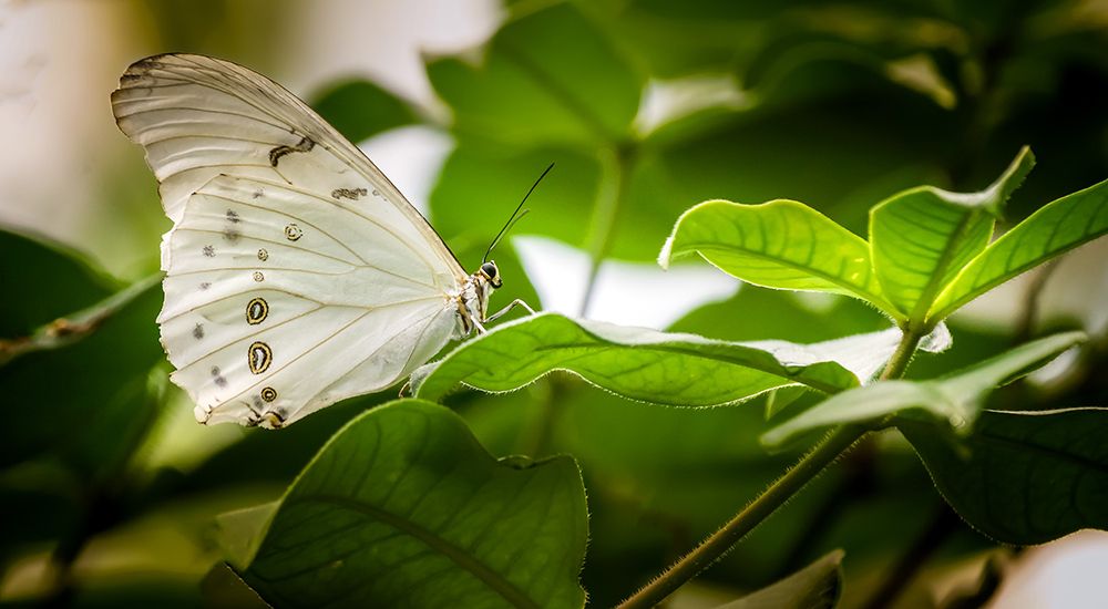 Butterfly 8 art print by Rachel Lee for $57.95 CAD