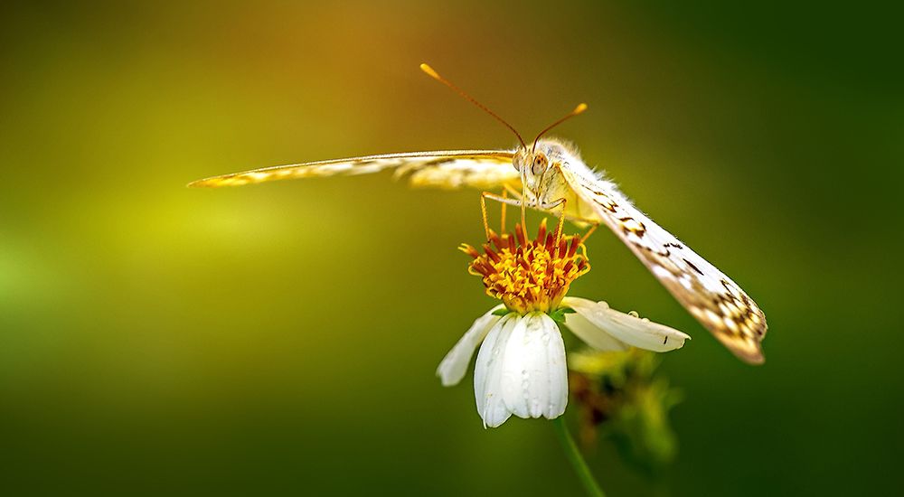 Butterfly 9 art print by Rachel Lee for $57.95 CAD