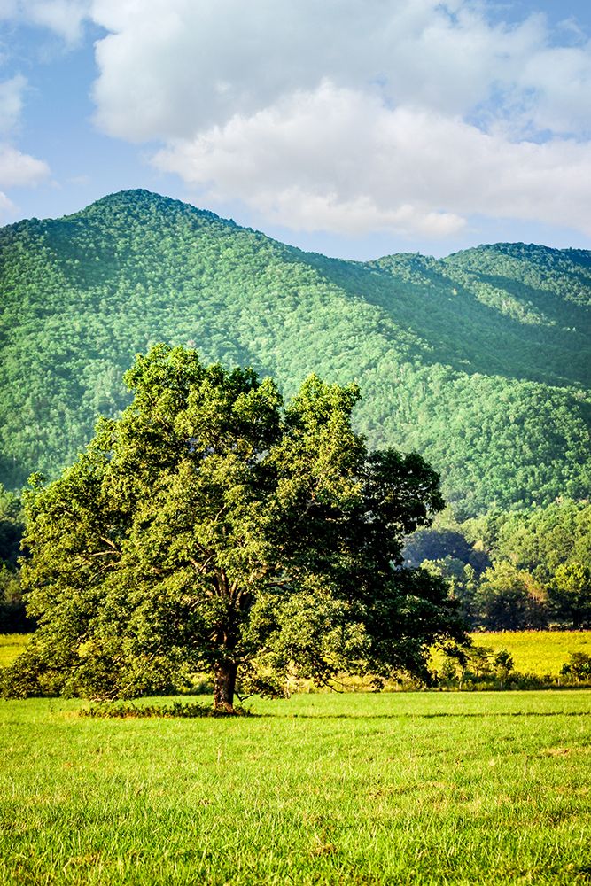 Cades Cove Tree art print by Rachel Lee for $57.95 CAD
