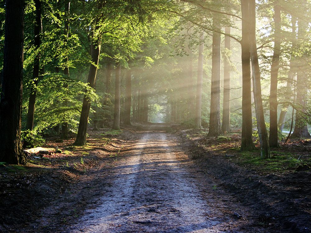 Country Road 12 art print by Rachel Lee for $57.95 CAD