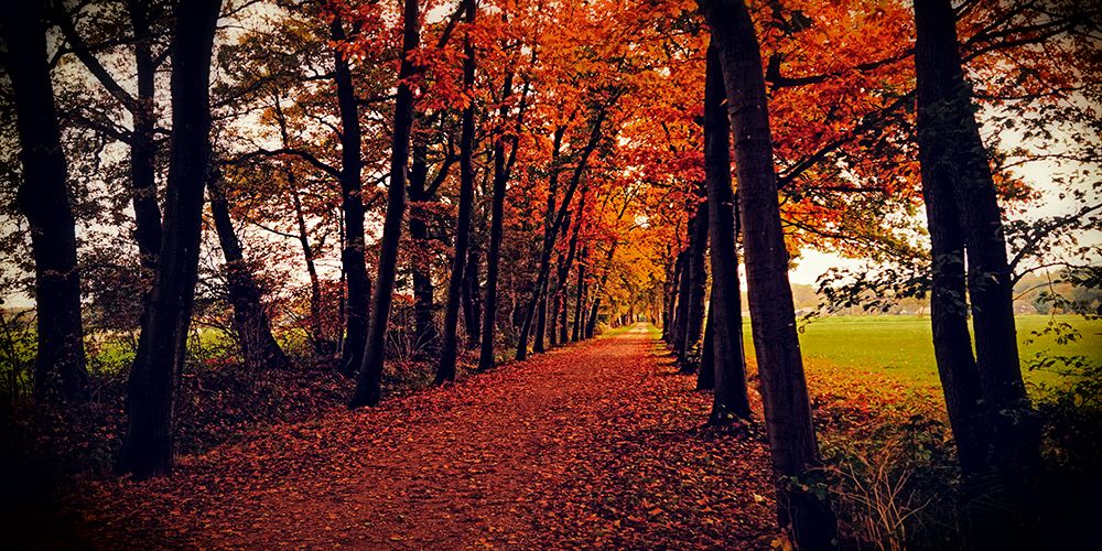 Country Road 14 art print by Rachel Lee for $57.95 CAD