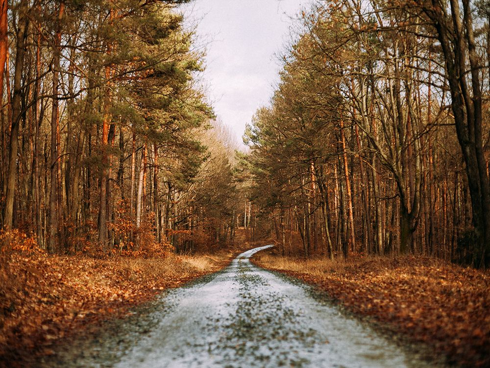 Country Road 16 art print by Rachel Lee for $57.95 CAD