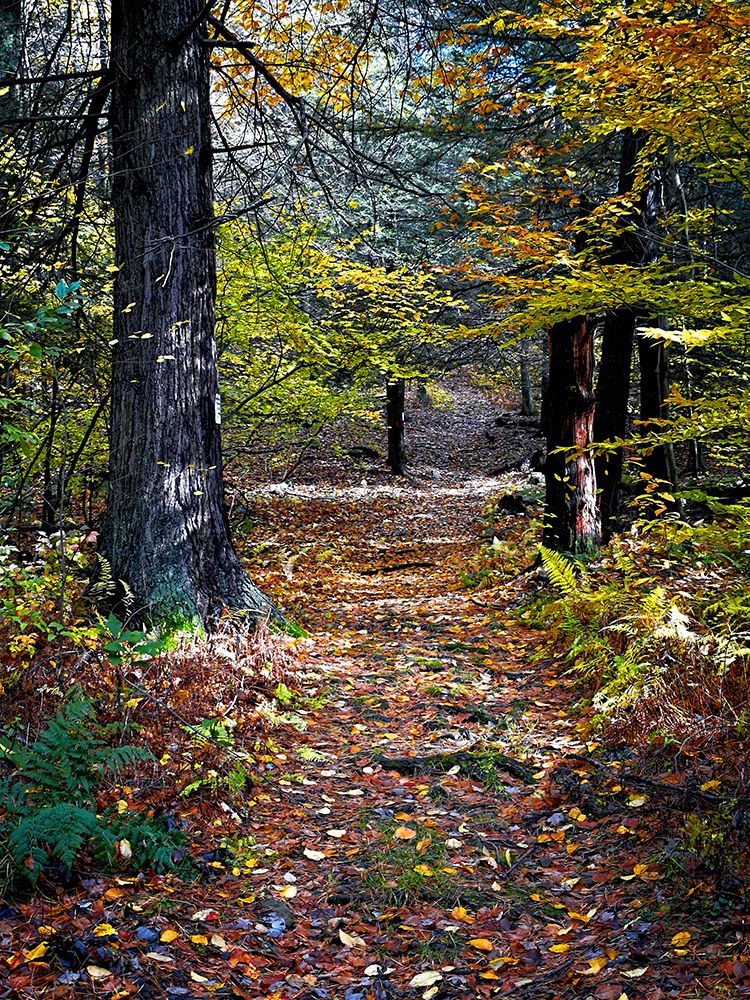 Country Road 19 art print by Rachel Lee for $57.95 CAD