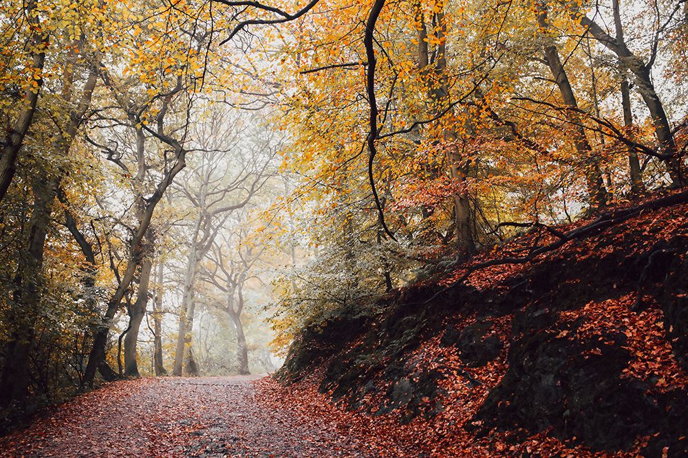 Country Road 4 art print by Rachel Lee for $57.95 CAD