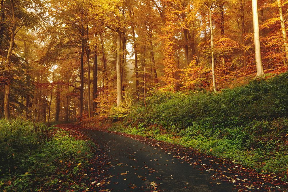 Country Road 8 art print by Rachel Lee for $57.95 CAD