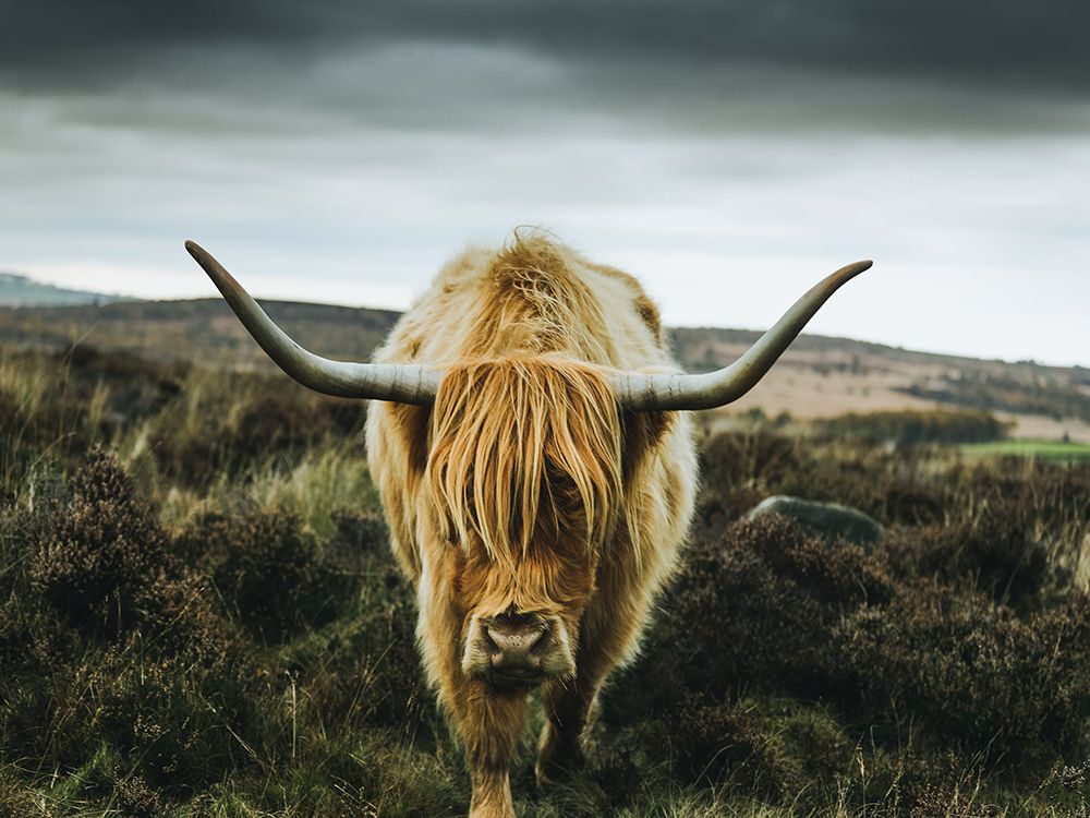 Cow 1 art print by Rachel Lee for $57.95 CAD
