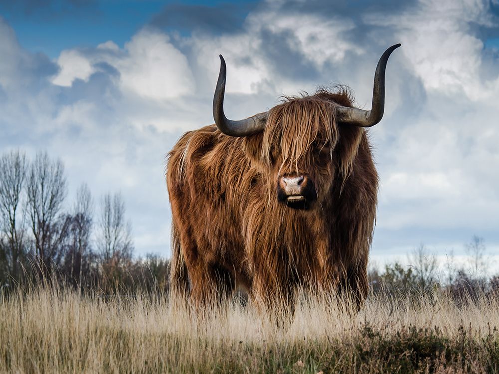 Cow 2 art print by Rachel Lee for $57.95 CAD