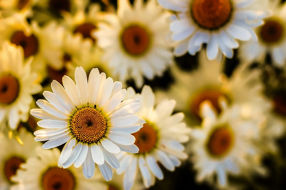 Daisies art print by Rachel Lee for $57.95 CAD