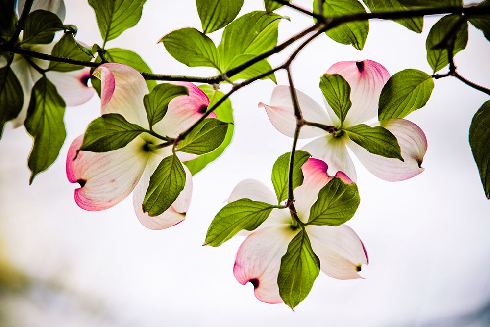 Dogwood Horizontal art print by Rachel Lee for $57.95 CAD