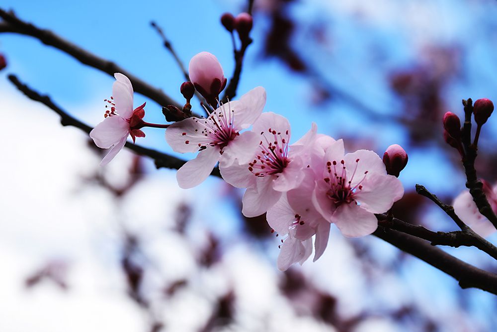 Dogwood Spring art print by Rachel Lee for $57.95 CAD