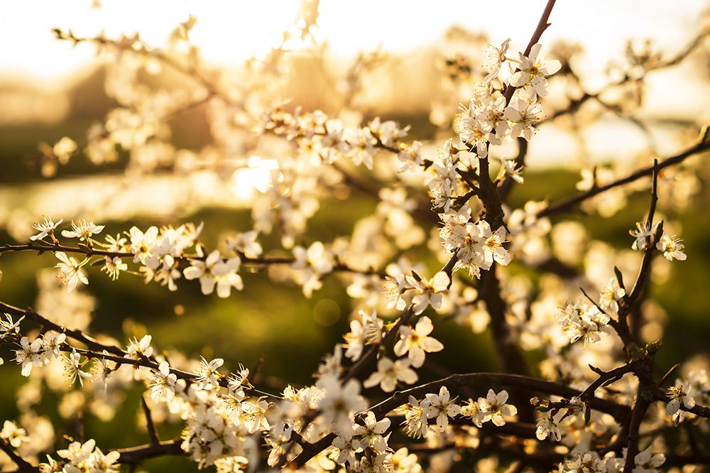 Dogwood Summer art print by Rachel Lee for $57.95 CAD