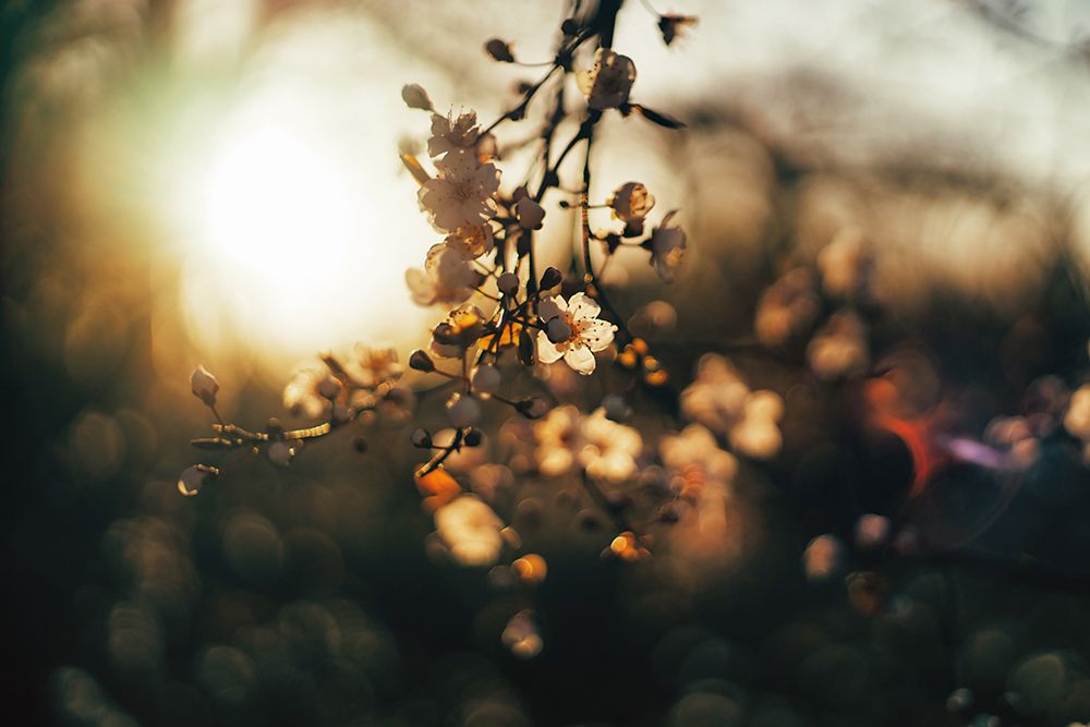 Dogwood Sunset art print by Rachel Lee for $57.95 CAD