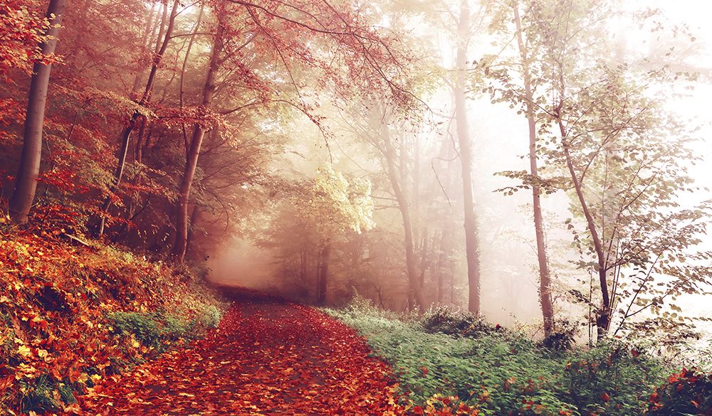 Fall Road art print by Rachel Lee for $57.95 CAD