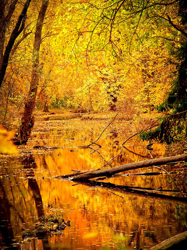 Fall Stream art print by Rachel Lee for $57.95 CAD