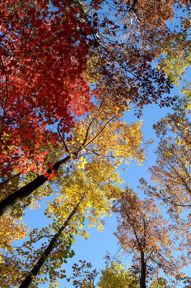 Fall Trees art print by Rachel Lee for $57.95 CAD