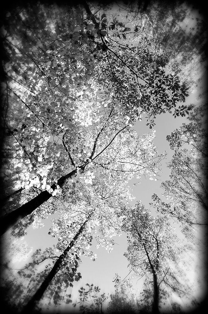 Fall Trees BW Holga art print by Rachel Lee for $57.95 CAD