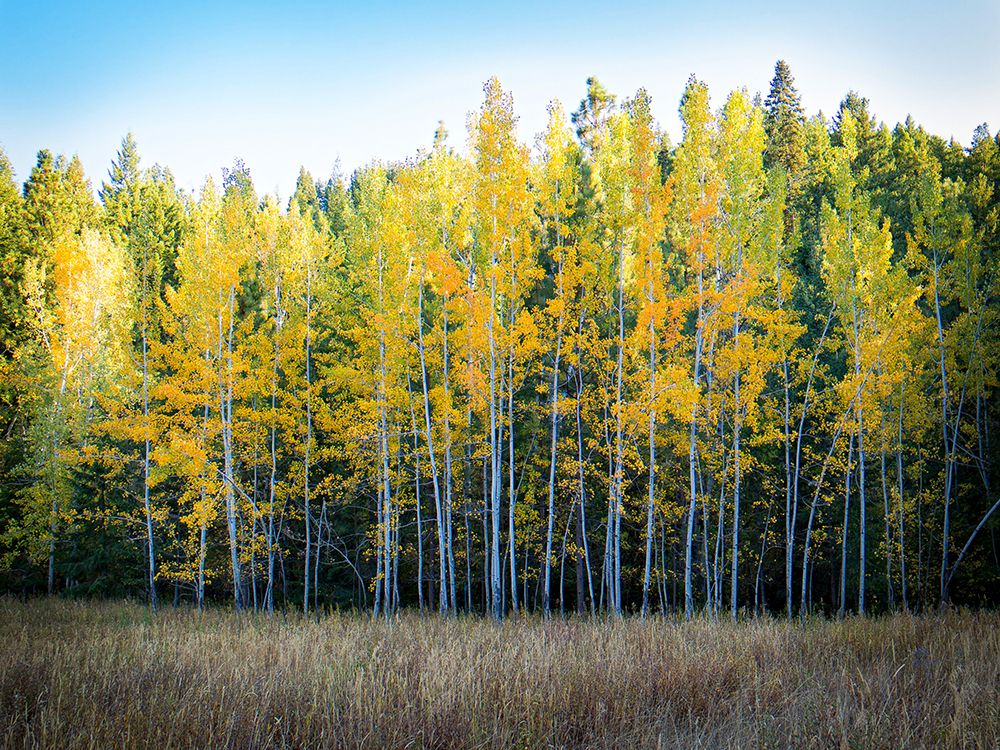 Fall Trees 10 art print by Rachel Lee for $57.95 CAD