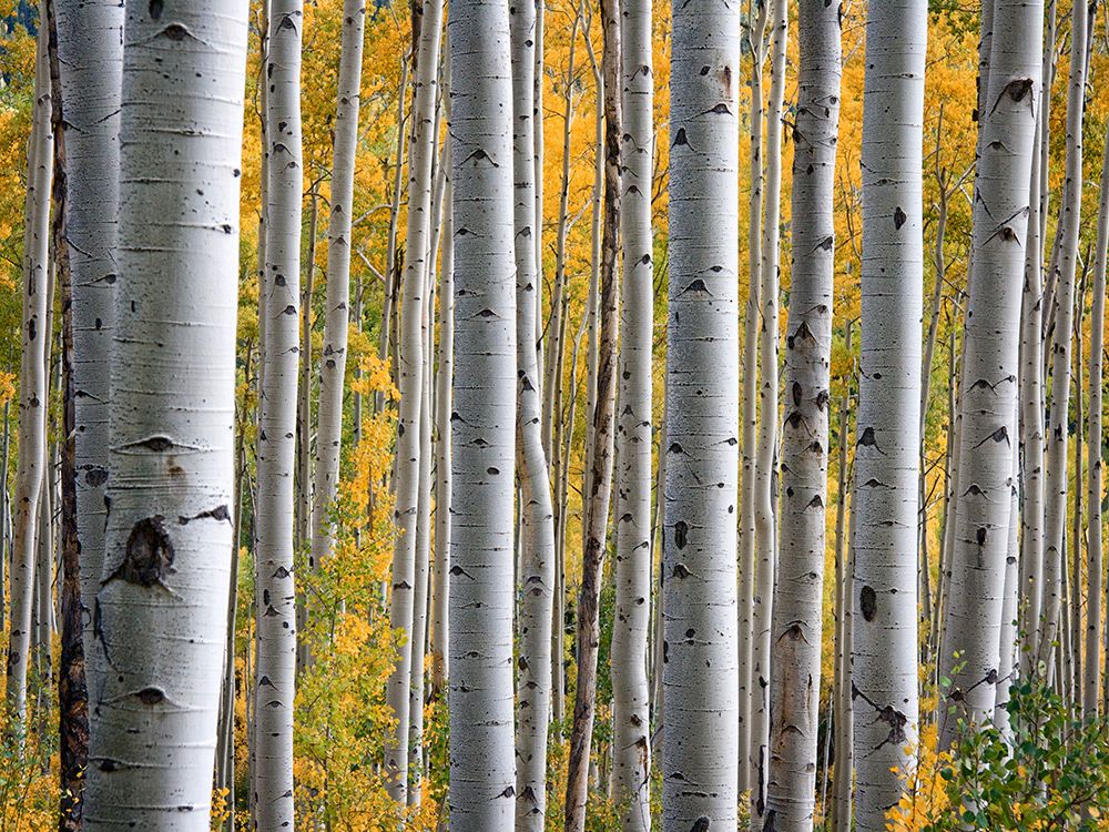 Fall Trees 11 art print by Rachel Lee for $57.95 CAD
