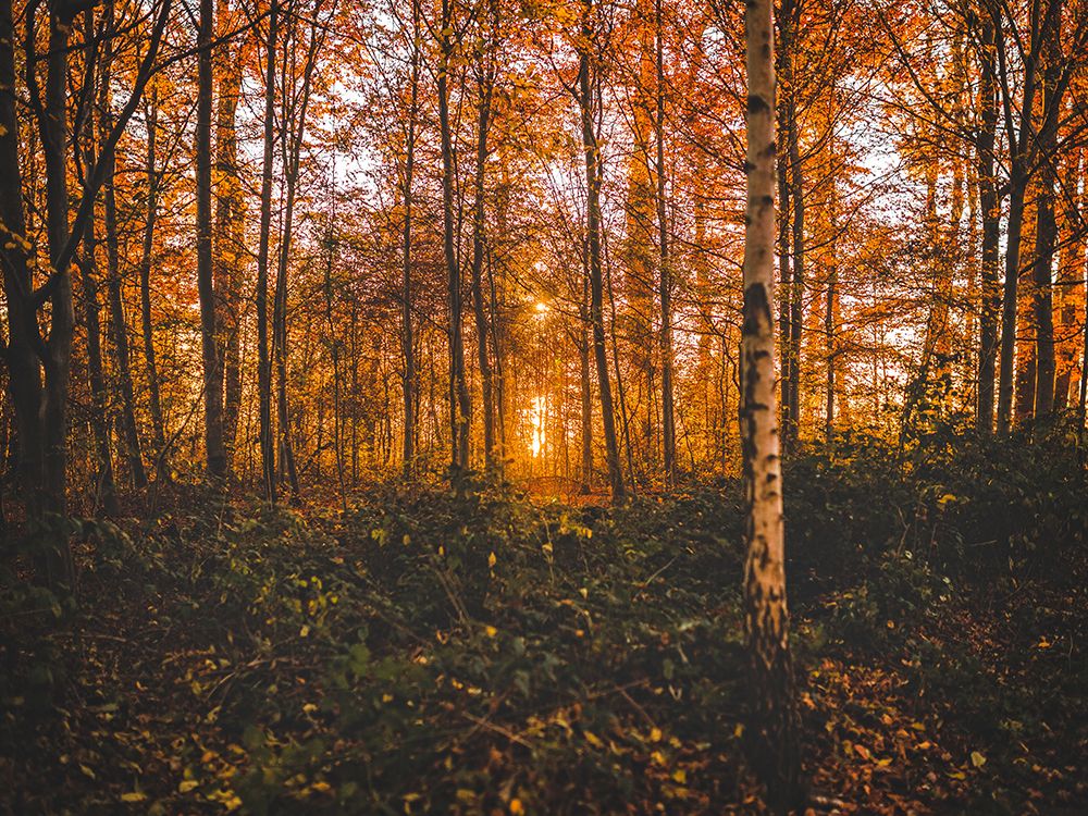 Fall Trees 12 art print by Rachel Lee for $57.95 CAD