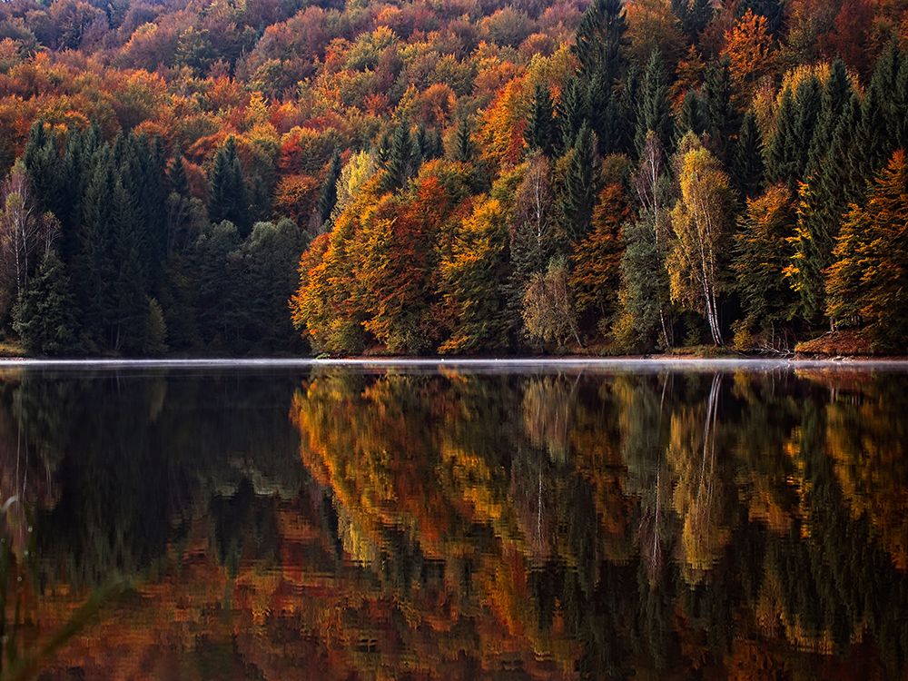 Fall Trees 13 art print by Rachel Lee for $57.95 CAD