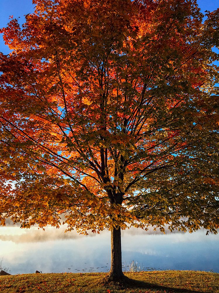 Fall Trees 15 art print by Rachel Lee for $57.95 CAD