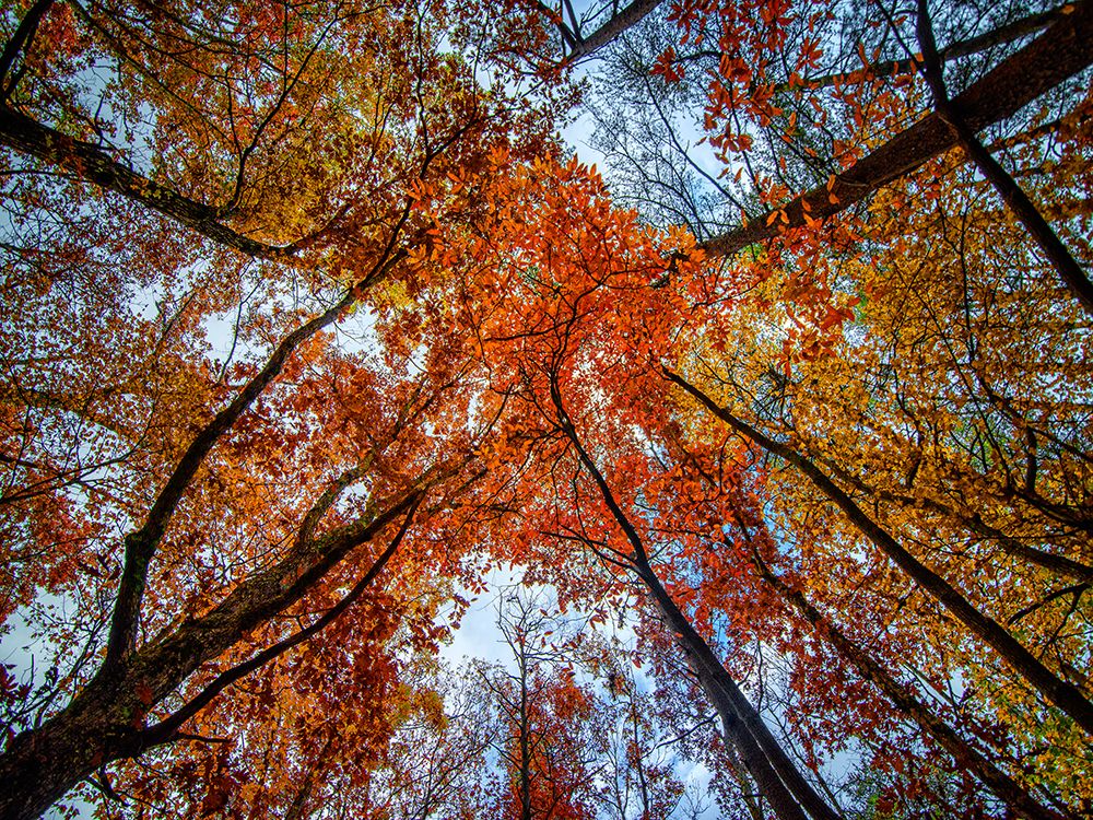 Fall Trees 16 art print by Rachel Lee for $57.95 CAD
