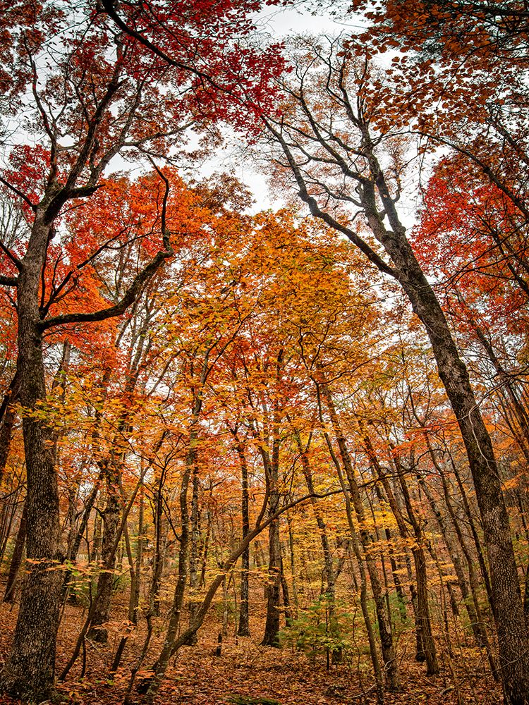 Fall Trees 17 art print by Rachel Lee for $57.95 CAD