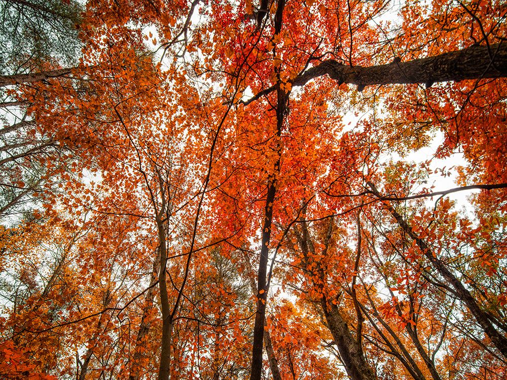 Fall Trees 18 art print by Rachel Lee for $57.95 CAD