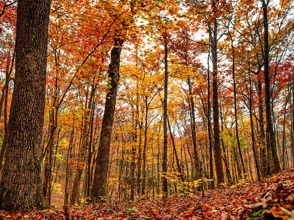 Fall Trees 19 art print by Rachel Lee for $57.95 CAD