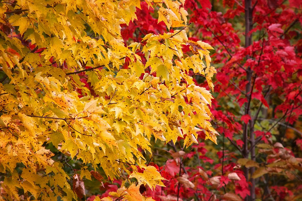 Fall Trees 2 art print by Rachel Lee for $57.95 CAD