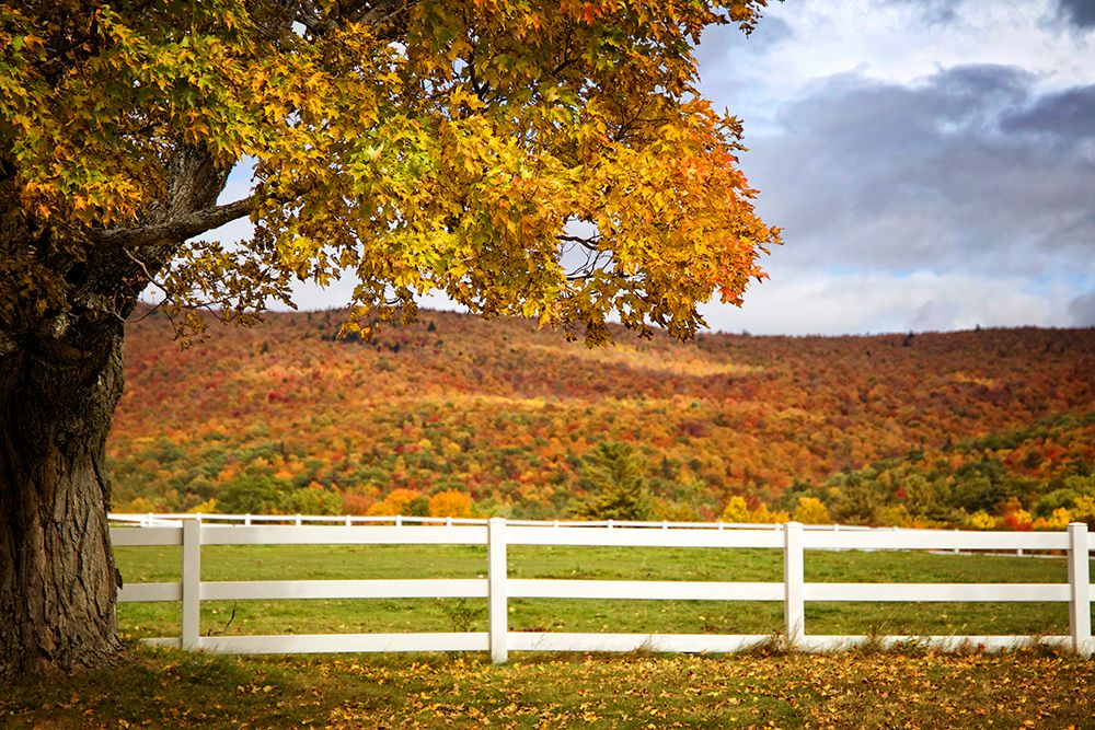 Fall Trees 3 art print by Rachel Lee for $57.95 CAD