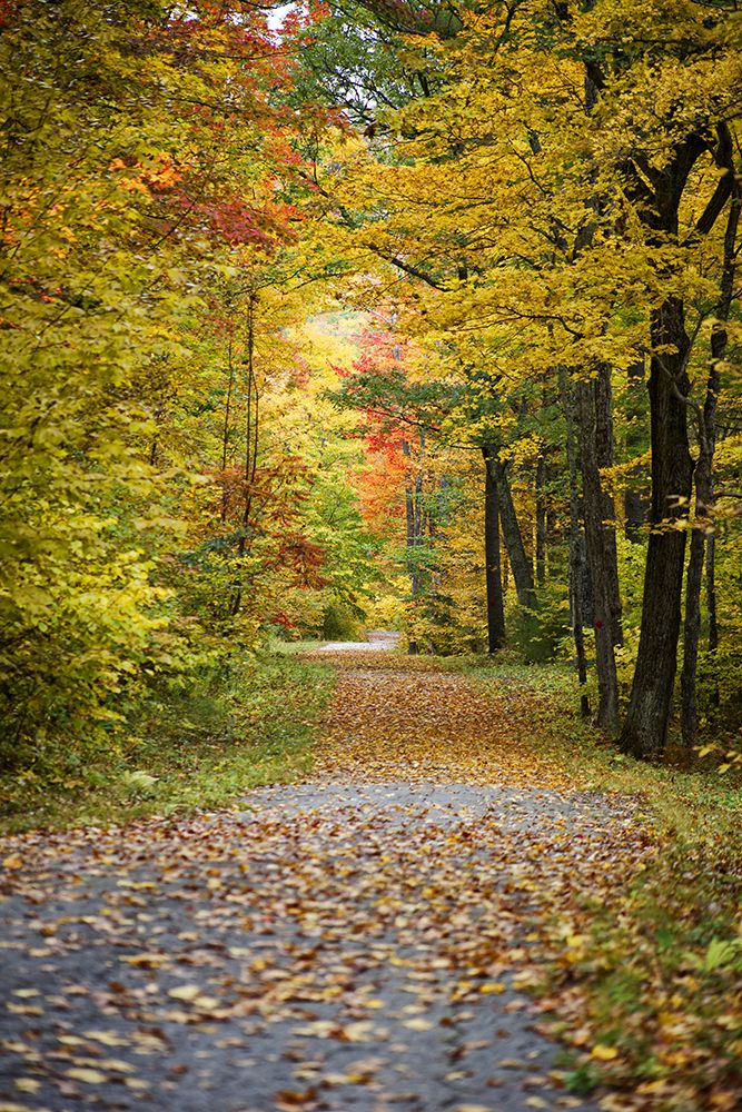 Fall Trees 4 art print by Rachel Lee for $57.95 CAD
