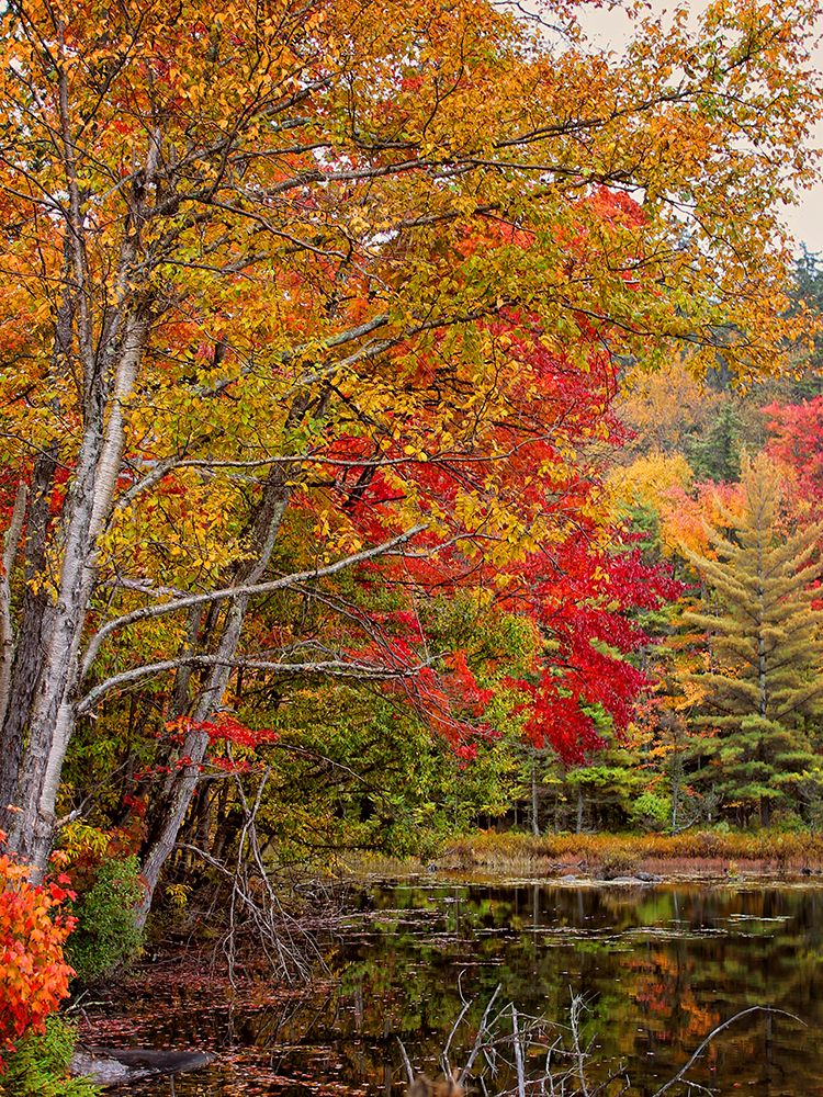 Fall Trees 7 art print by Rachel Lee for $57.95 CAD