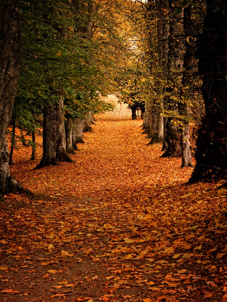 Fall Trees 8 art print by Rachel Lee for $57.95 CAD
