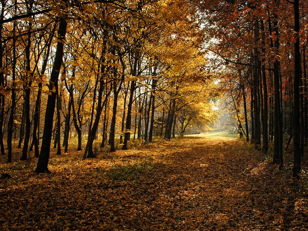 Fall Trees 9 art print by Rachel Lee for $57.95 CAD