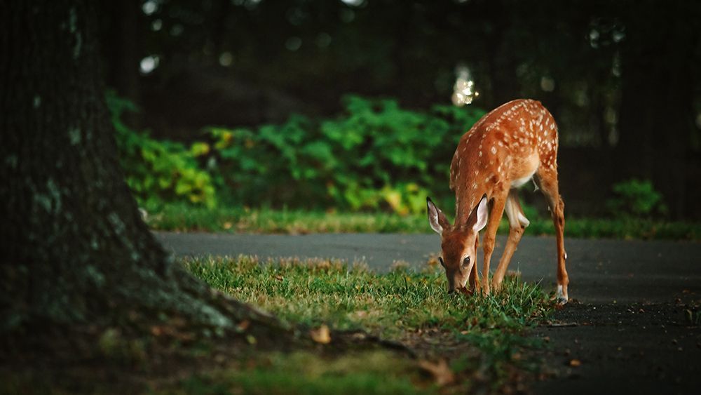 Fawn art print by Rachel Lee for $57.95 CAD