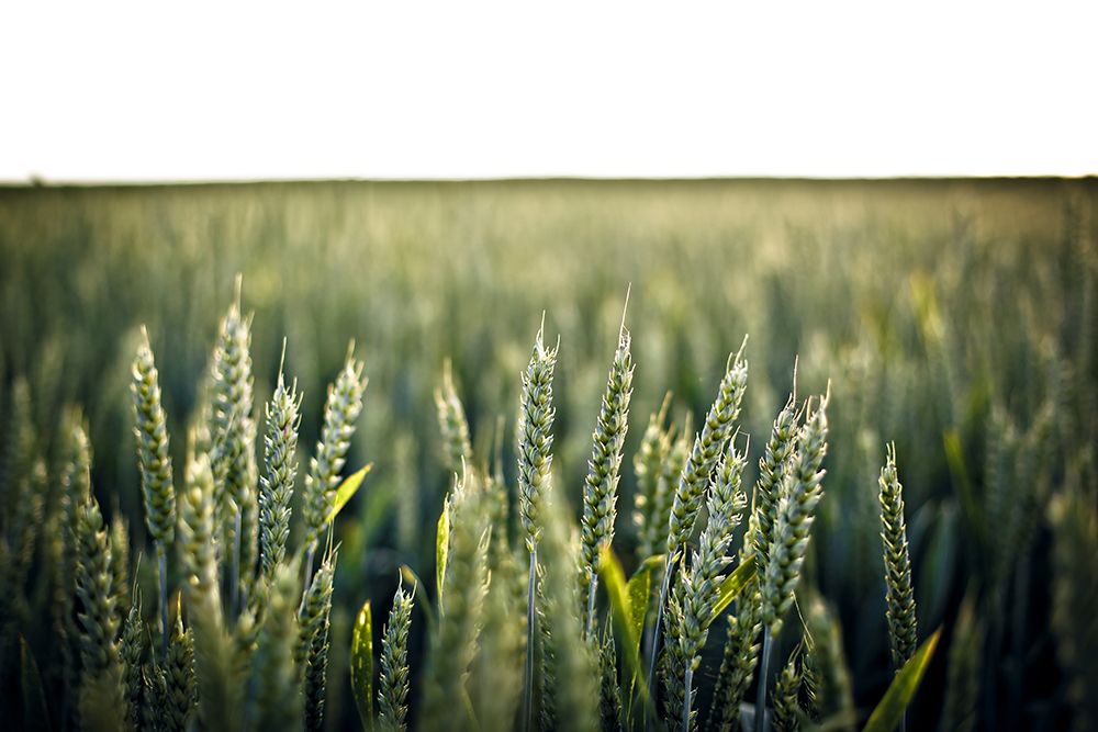 Field 2 art print by Rachel Lee for $57.95 CAD