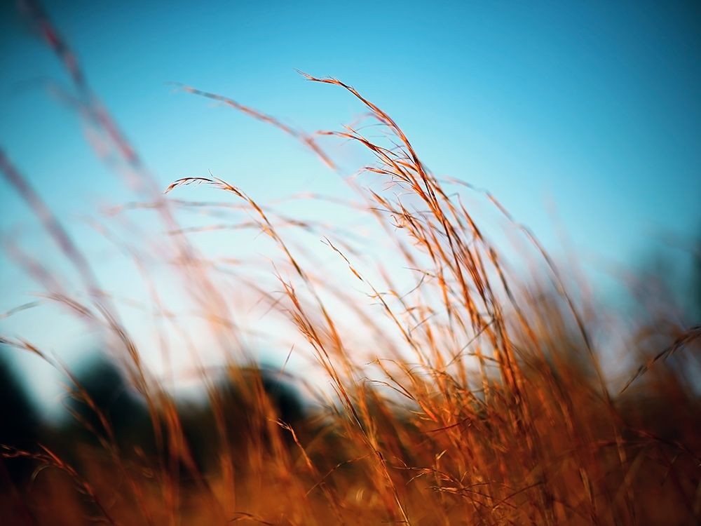 Field 20 art print by Rachel Lee for $57.95 CAD